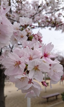 ２０２０年桜.jpg