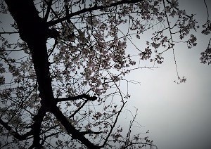 ２０２０年桜2 (3).jpg